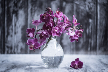 purple orchid