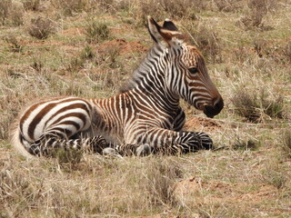 Fototapeta na wymiar Mountain zebra foal resting