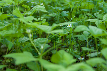 Fototapeta na wymiar Garden. Strawberry sprouts. Strawberry flowering