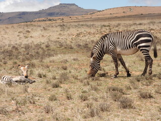 Obraz na płótnie Canvas Mountain zebra with foal