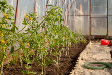 Fototapeta na wymiar Greenhouse. Tomato seedling. Agriculture, farm.