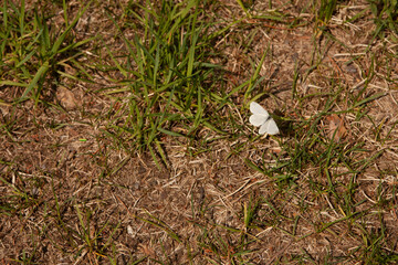 Nature, insect life. Butterfly. Autumn.