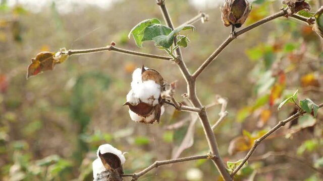 Close view of cotton tree, View of cotton on a tree