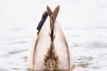 Obraz premium Male Mallard duck dabbling to graze on underwater plants