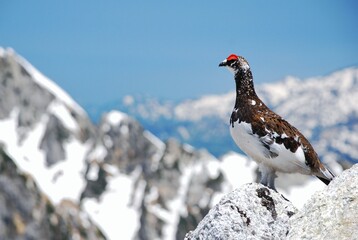 Obraz premium 山岳地帯に住む鳥 ライチョウ（Rock ptarmigan）
