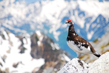 山岳地帯に住む鳥　ライチョウ（Rock ptarmigan）