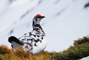 山岳地帯に住む鳥　ライチョウ（Rock ptarmigan）