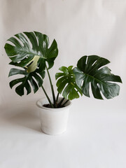 Monstera 