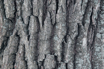 Old oak bark texture close-up