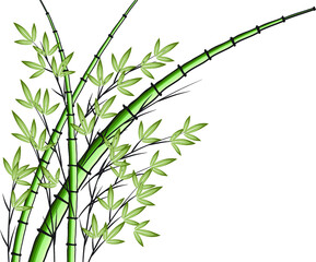 Fototapeta na wymiar vector drawing bamboo 