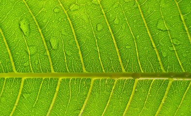 close up of green leaf
