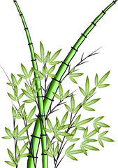 vector drawing bamboo 