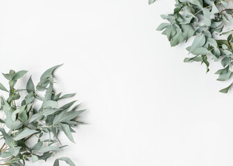 Australian native eucalyptus leaves on a white background photographed from above. Composition...
