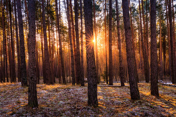 Sunrise in the spring pine forest with last snow. Sunbeams shining through the haze between pine...
