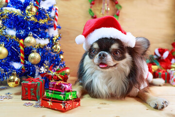 Chihuahua dog wear Santa hat.