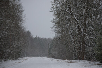 winter country road in Latvia with snow covered trees