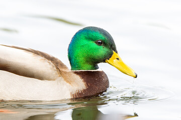 Beautiful closeup portrait of a male mallard duck, Anas platyrhynchos