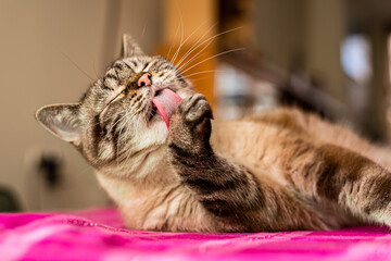 Senior tabby cat busy self grooming and licking his front paw