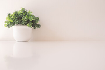 Close up green color grass in white flowerpot on wooden table at home. The small tree in vase at the cafe. Fresh spring summer floral background. Houseplant on desk near wall by front view.