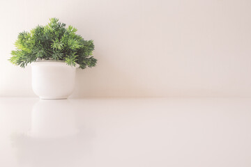 Close up green color grass in white flowerpot on wooden table at home. The small tree in vase at the cafe. Fresh spring summer floral background. Houseplant on desk near wall by front view.