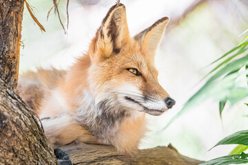 Fototapeta premium Beautiful closeup portrait of a wild red fox, Vulpes vulpes, on a tree