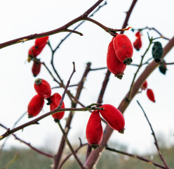 Red thorn berries