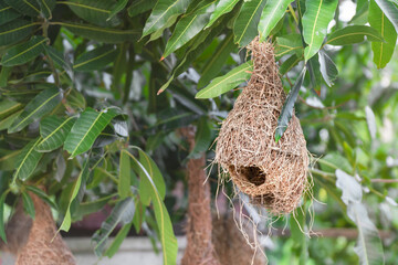 Fototapeta na wymiar Selective focus of empty weaver bird nest hanging on branch of tree and green leaves in nature of Thailand.