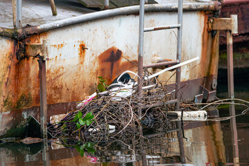 Eurasian Coot nest on the back of a rusty old boat, Amsterdam canal