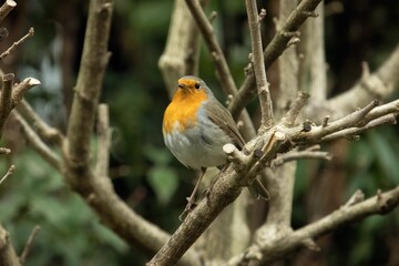 European robin