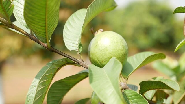 View of guava fruit with leaves around, Shot of guava on a tree