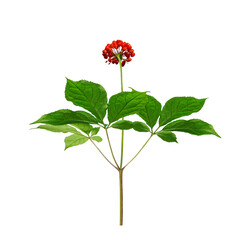 Wild root ginseng with red berries. Medicinal plant ginseng isolated on white background (Panax...