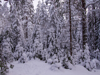 Winter background - fluffy pine branches covered with snow against the sky, bottom view up