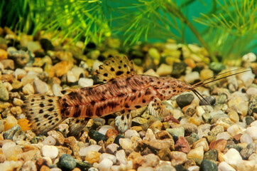 Megalechis thoracata