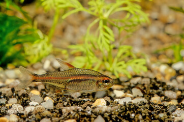 Flame tetra