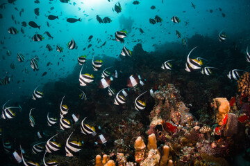 Schooling tropical reef fish underwater scene, fish swimming around colourful coral reefs, Maldives