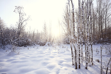 landscape winter forest, seasonal beautiful view in snowy forest december nature