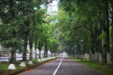 Fototapeta na wymiar autumn landscape morning in the fog / alley in the city park, misty landscape in the city, trees in the city