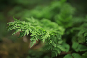 green grass leaves top view wild field / summer in the jungle, forest grass abstract view, background