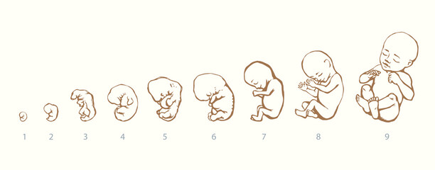 The development of the fetus of the child. Vector drawing