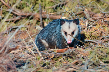 Virginia Opossum