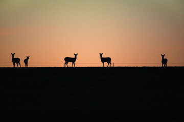 Fototapeta na wymiar Deer Silhouette