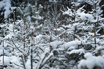 Christmas tree in the snow in winter in the mountains