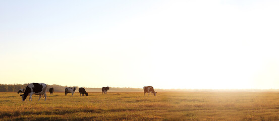 herd of cows in a large meadow at dawn. free grazing in nature