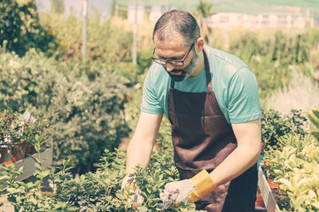 Fototapeta premium Focused male florist standing among rows with potted plants and cutting bush in greenhouse. Man working in garden, growing plants in pots. Gardening job concept