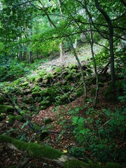 Bemooste Basaltsteine auf dem hohen Meißner