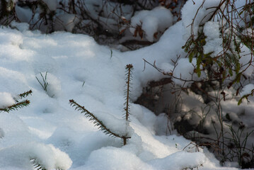 Christmas tree in the snow in winter in the mountains
