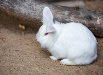 a lion-headed white rabbit with blue eyes and pink ears. Decorative domestic rabbit.
