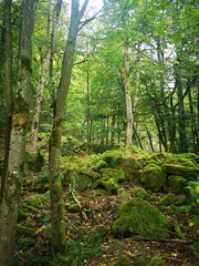 Bemooste Steine im Wald