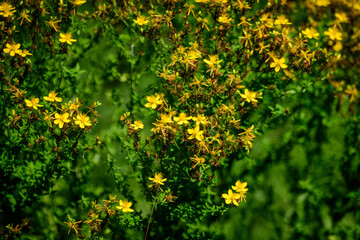 Many delicate yellow flowers of Hypericum perforatum plant, commonly known as.perforate or common St John's wort, in a garden in a sunny spring day