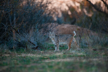 Bobcat  © Gary